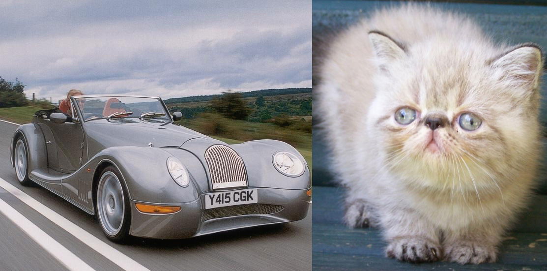 11 Cars That Look Uncannily Like Animals