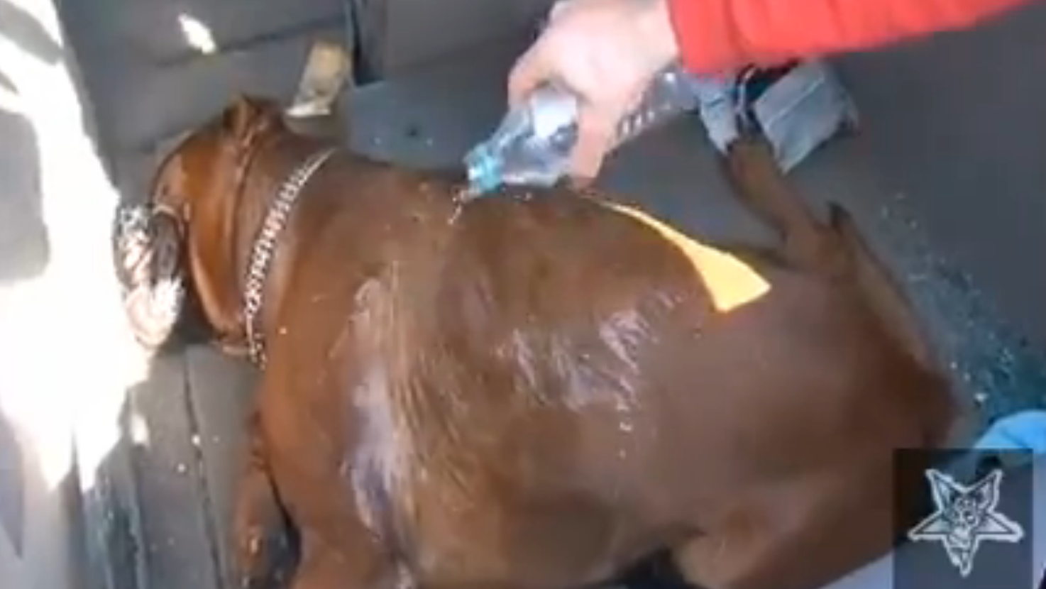 For The Love Of God, Don't Leave Your Pets In The Car During This Insanely Hot Weather