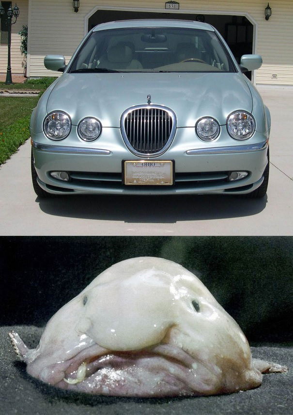11 Cars That Look Uncannily Like Animals