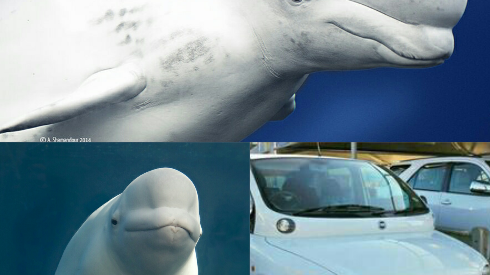 11 Cars That Look Uncannily Like Animals